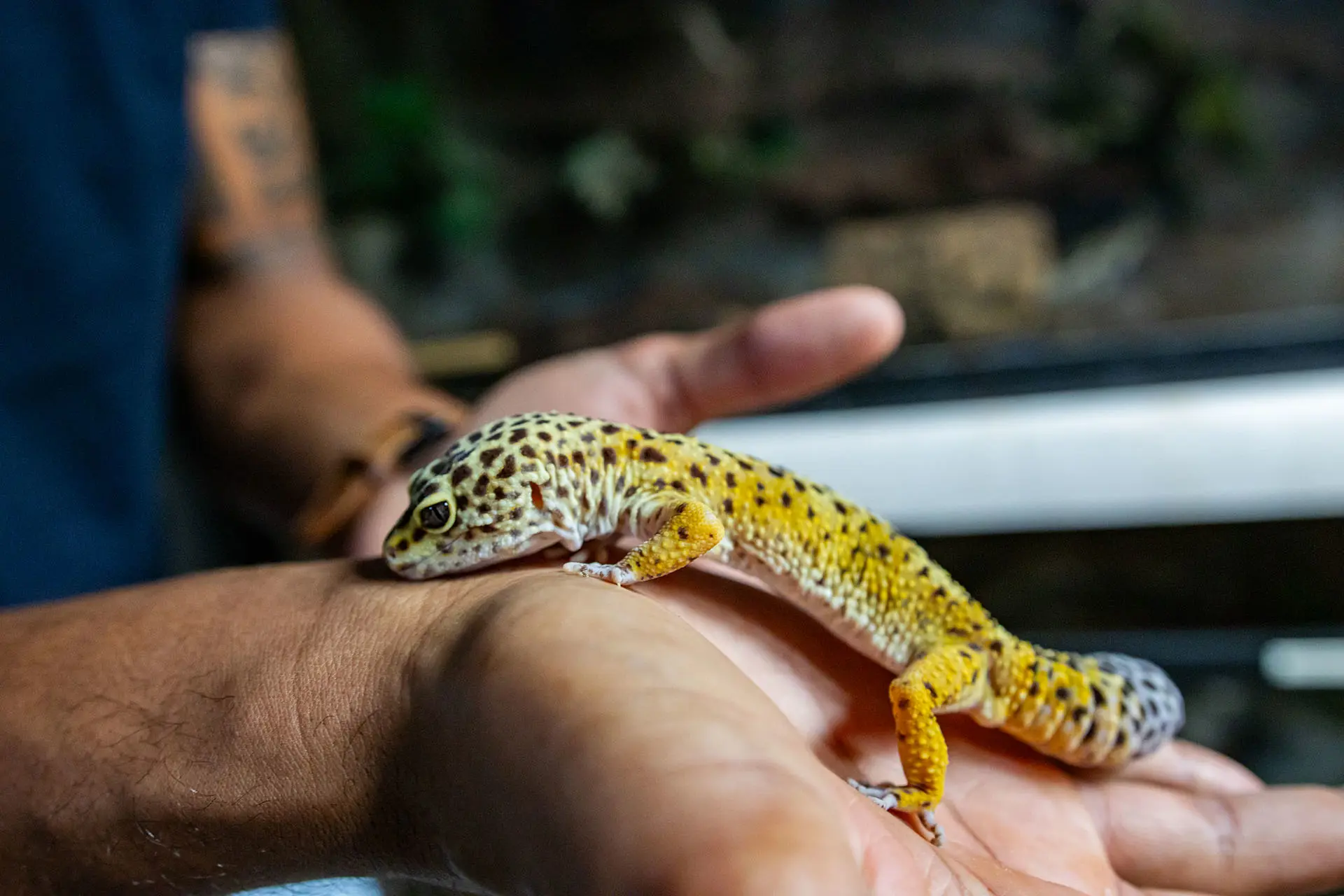 Amazonia-voor-wandel-blog.jpg